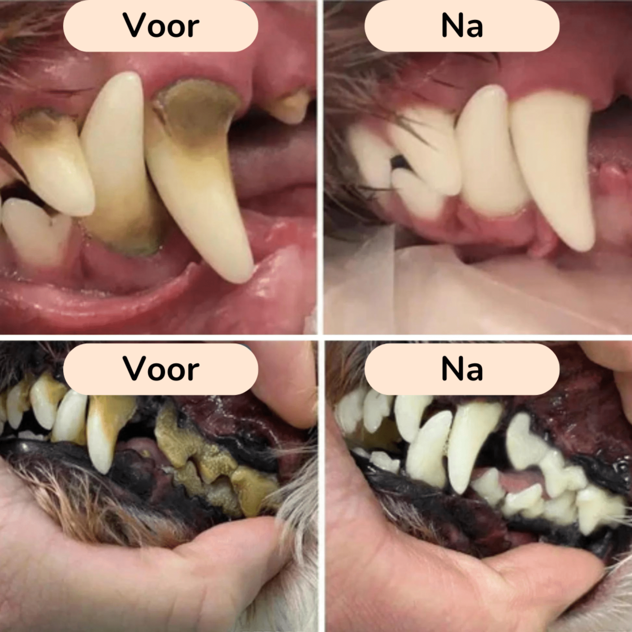 PawBrush Dog Dental Care Set