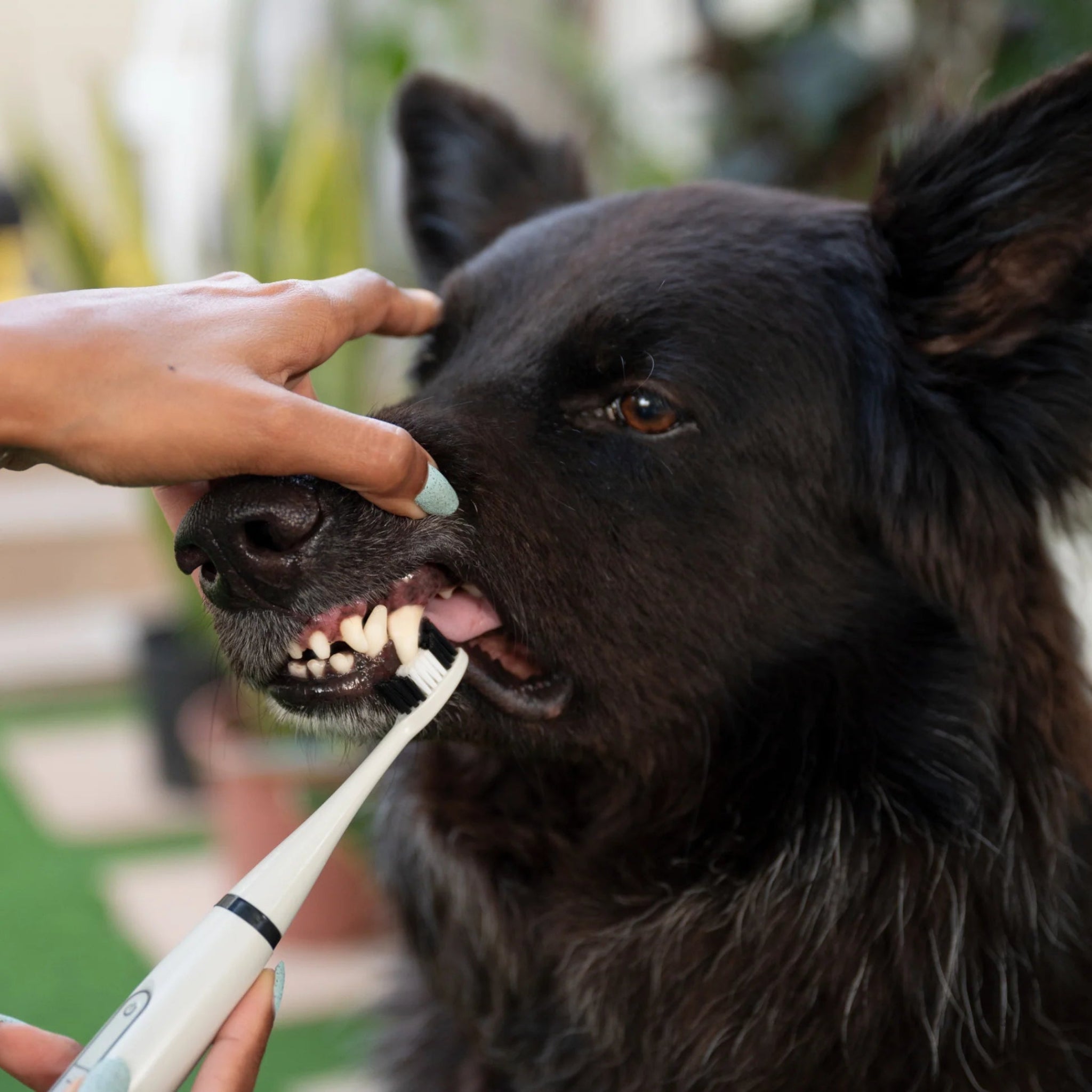 PawBrush Dog Dental Care Set