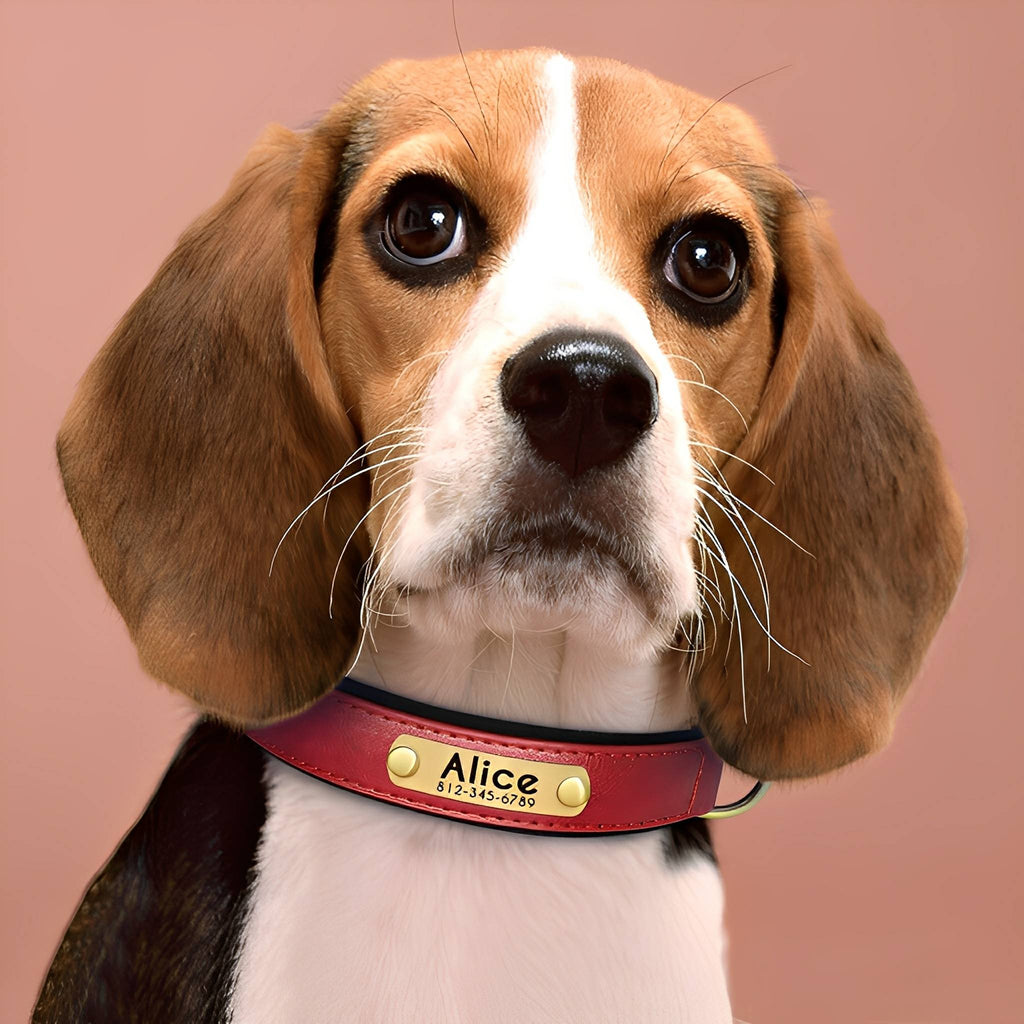 PawID Engraved Leather Dog Collar - Red